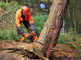 Best Commercial Tree Services  in Rutgers University Livingston Campus, NJ