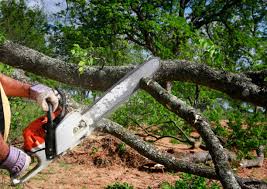 Best Tree Risk Assessment  in Rutgers University Livingston Campus, NJ