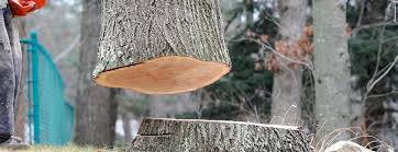 Best Hazardous Tree Removal  in Rutgers University Livingston Campus, NJ