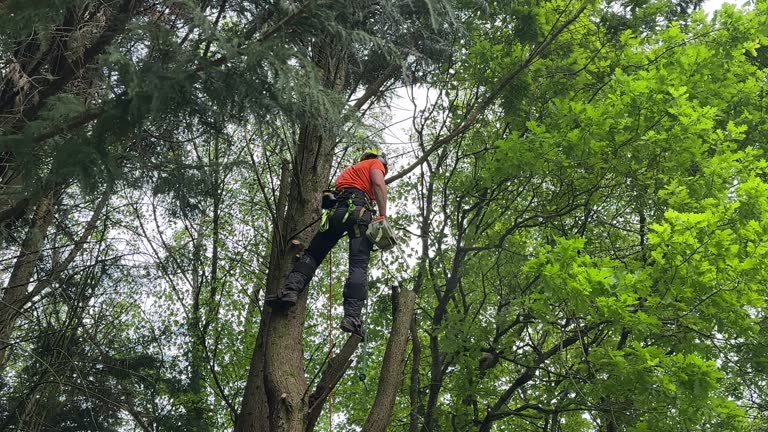 Best Pest Control for Lawns  in Rutgers University Livingston Campus, NJ