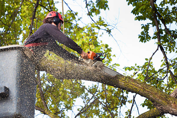  Rutgers University Livingston Campus, NJ Tree Removal Pros